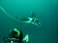 manta