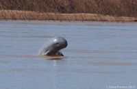 Mekong+dolphin