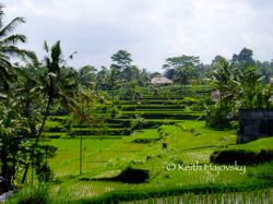 Bali rice fields