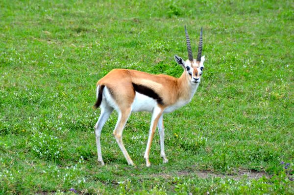Thomson's gazelle