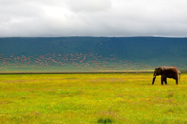 elephant and flamingos