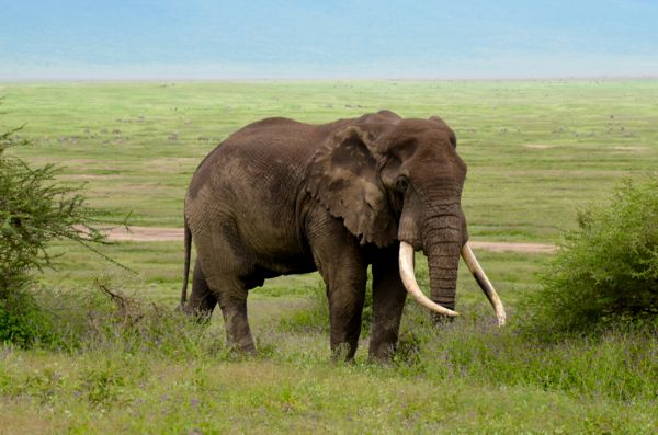 elephant with massive tusks