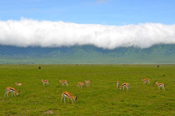 herd of gazelles