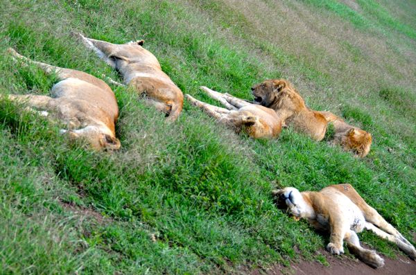 lazy lions