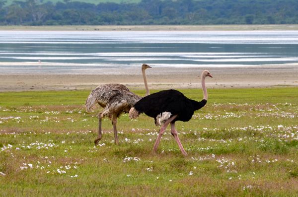 ostriches