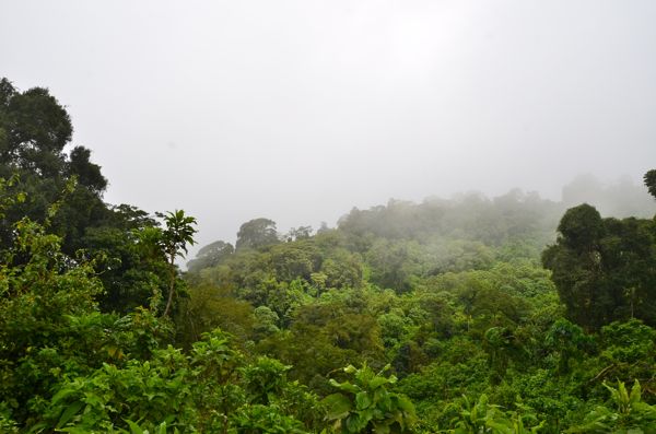 rainforest
