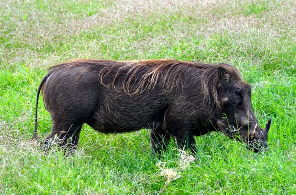 warthog