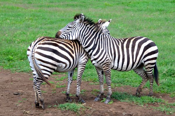 zebras leaning